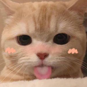 Meet your Posher, Sofia